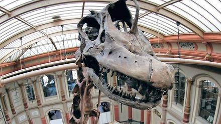 Ein Saurierskelett steht in einem Saal des Berliner Naturkundemuseums.