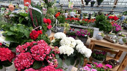 Kauflust. Auch im frühen Herbst lohnt es sich, ins Gartencenter zu kommen.