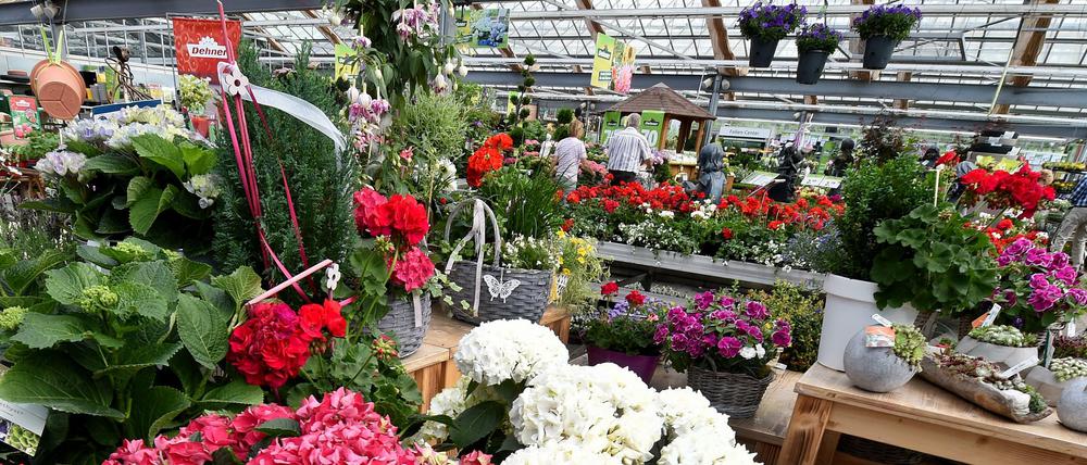 Kauflust. Auch im frühen Herbst lohnt es sich, ins Gartencenter zu kommen.