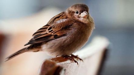 Im Straßencafé am Kollwitzplatz. Der Spatz gilt als der häufigste Vogel in unseren Breiten, doch er wird immer seltener.
