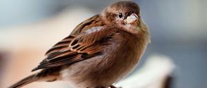 Im Straßencafé am Kollwitzplatz. Der Spatz gilt als der häufigste Vogel in unseren Breiten, doch er wird immer seltener.