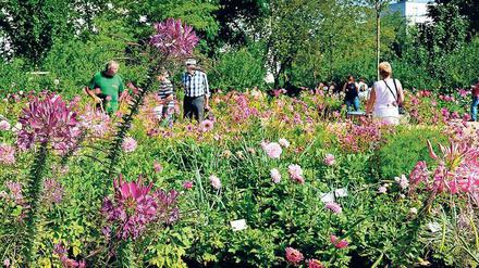 Violette Pracht. Kurz vor Saisonschluss strengt sich die Natur noch einmal richtig an, so auch im blühenden Dahliengarten.