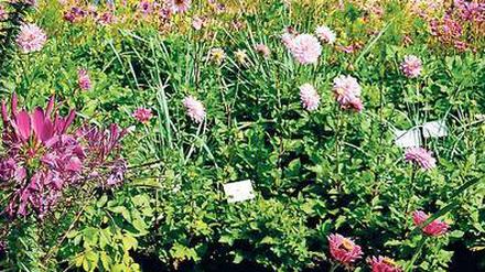 Violette Pracht. Kurz vor Saisonschluss strengt sich die Natur noch einmal richtig an, so auch im blühenden Dahliengarten.