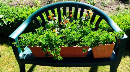 Die Magdeburger Gartenpartei will mit ihren Pflanzen einfach nur in Ruhe gelassen werden.