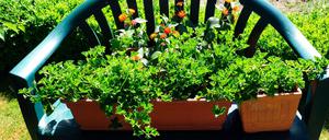 Die Magdeburger Gartenpartei will mit ihren Pflanzen einfach nur in Ruhe gelassen werden.