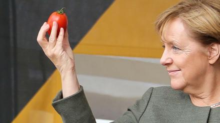 Blick in die Tomatenkugel (das Tomatenei) - wer gewinnt? 