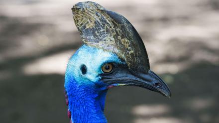 Der Helmkasuar (Casuarius casuarius) gehört zu den größten Laufvögel Australiens.