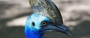 Der Helmkasuar (Casuarius casuarius) gehört zu den größten Laufvögel Australiens.