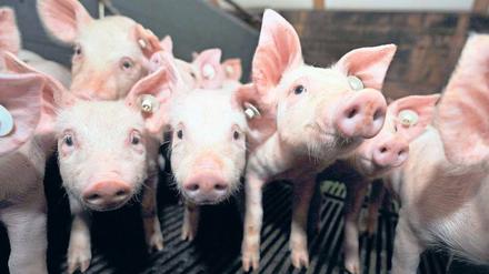 Rüssel für Brüssel. Ferkel aus Niedersachsen. Auch um sie kann, wie Robert Menasse zeigt, in der Europäischen Union heftig gestritten werden.