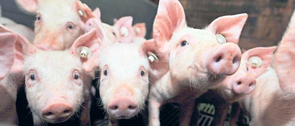 Rüssel für Brüssel. Ferkel aus Niedersachsen. Auch um sie kann, wie Robert Menasse zeigt, in der Europäischen Union heftig gestritten werden.