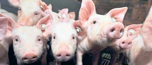 Rüssel für Brüssel. Ferkel aus Niedersachsen. Auch um sie kann, wie Robert Menasse zeigt, in der Europäischen Union heftig gestritten werden.