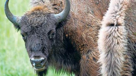 Seltener Gast. Der Wisent ist das größte und schwerste Landsäugetier in Europa. Ein aus Polen nach Brandenburg gewandertes Tier wurde erschossen – auf amtliche Anweisung, dennoch unzulässig und zudem unnötig: Es gefährdete niemanden. 