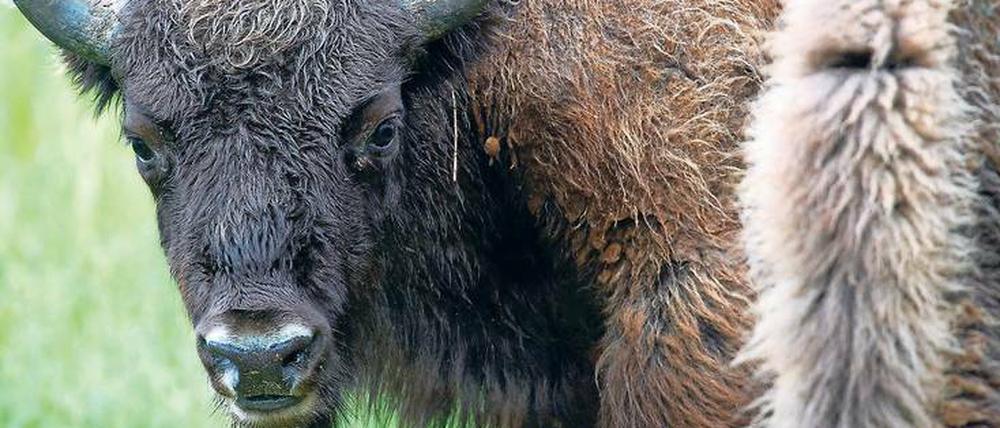 Seltener Gast. Der Wisent ist das größte und schwerste Landsäugetier in Europa. Ein aus Polen nach Brandenburg gewandertes Tier wurde erschossen – auf amtliche Anweisung, dennoch unzulässig und zudem unnötig: Es gefährdete niemanden.
