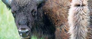 Seltener Gast. Der Wisent ist das größte und schwerste Landsäugetier in Europa. Ein aus Polen nach Brandenburg gewandertes Tier wurde erschossen – auf amtliche Anweisung, dennoch unzulässig und zudem unnötig: Es gefährdete niemanden. 