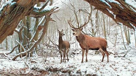 Szene aus "Körper und Seele". Maria und Endre arbeiten auf dem Schlachthof und begegnen einander nachts im Wald, in anderer Gestalt.