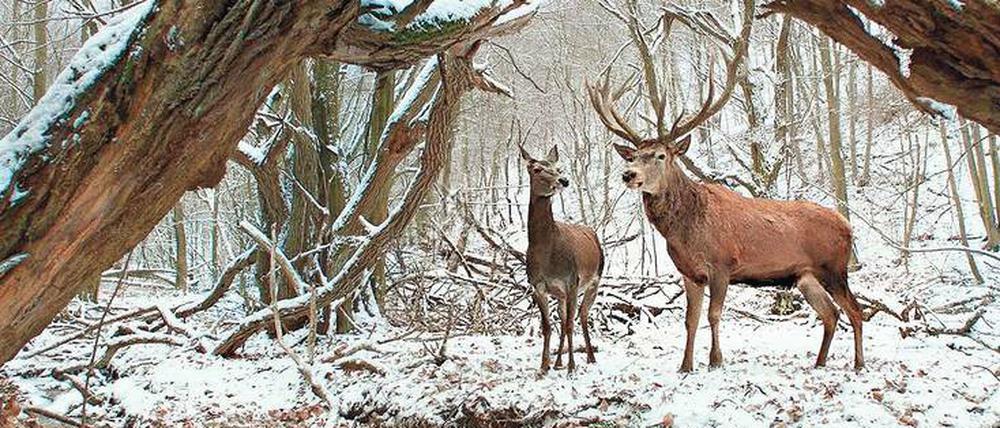 Szene aus "Körper und Seele". Maria und Endre arbeiten auf dem Schlachthof und begegnen einander nachts im Wald, in anderer Gestalt.