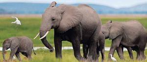 Es lebe das Mittelmaß. Gefährdet sind vor allem große und kleine Tiere. 