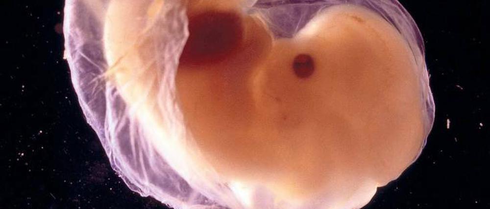 Krebs im Programm. Tumorzellen entarten, weil sie Gene so ein- und ausschalten, wie es sonst nur Plazentazellen des Embryos tun.