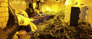 Im Inneren des sogenannten "Horror-Hauses" fanden Polizisten eine große Drogenplantage. 