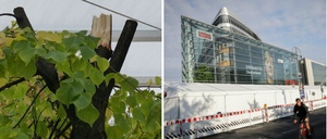 Zack und weg damit. Die angesägten Bäume (links), das Zelt rechts.