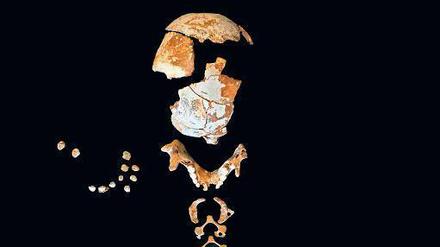 In der spanischen Höhle El Sidrón fanden Forscher die Skelettüberreste eines zum Zeitpunkt des Todes etwa siebenjährigen Neandertaler-Kindes. 