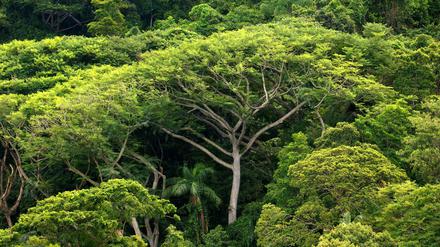 Dichter Regenwald in Brasilien. 
