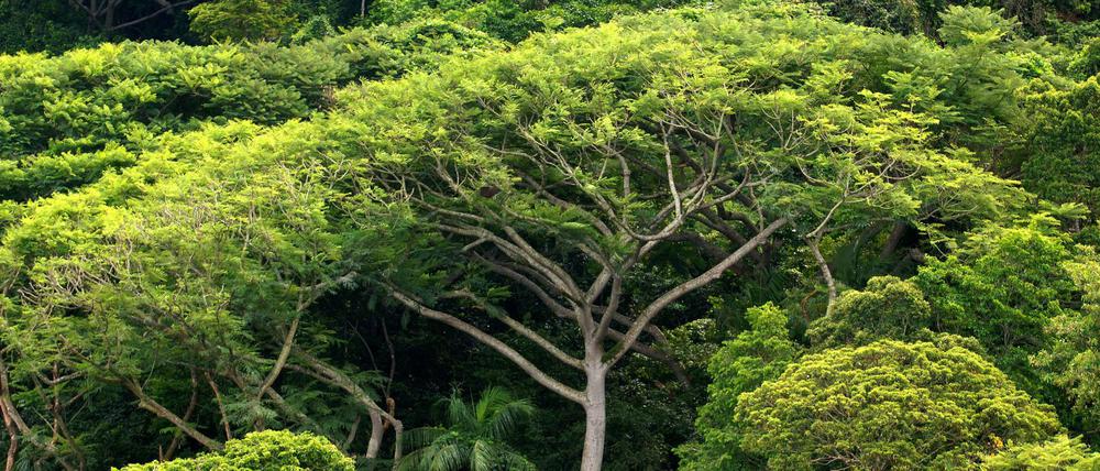 Dichter Regenwald in Brasilien.