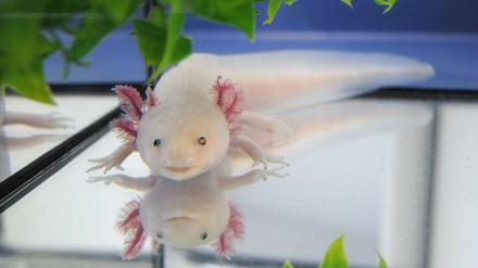 Die Versuchskaninchen von Elly Tanaka: weiße Axolotl