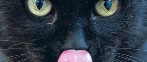 tIn Berlin holte die Tierschutzpartei 1,3%. Doch sie bekommt jetzt nur ein Bruchteil des Geldes, das ihr zusteht.