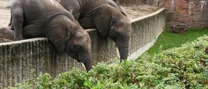 20 Millionen fließen allein in die Umgebung des Dickhäuterhauses.