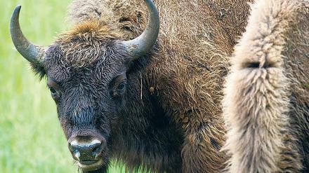 Ein freilaufendes Wisent, eine streng geschützte Tierart, hat seinen Weg nach Brandenburg gefunden.