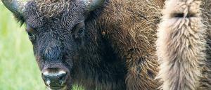 Ein freilaufendes Wisent, eine streng geschützte Tierart, hat seinen Weg nach Brandenburg gefunden.