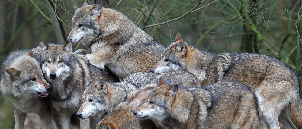 Wolfsrudel, hier im Natur- und Umweltpark bei der mecklenburger Stadt Güstrow. 