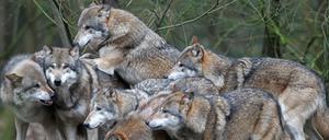 Wolfsrudel, hier im Natur- und Umweltpark bei der mecklenburger Stadt Güstrow. 