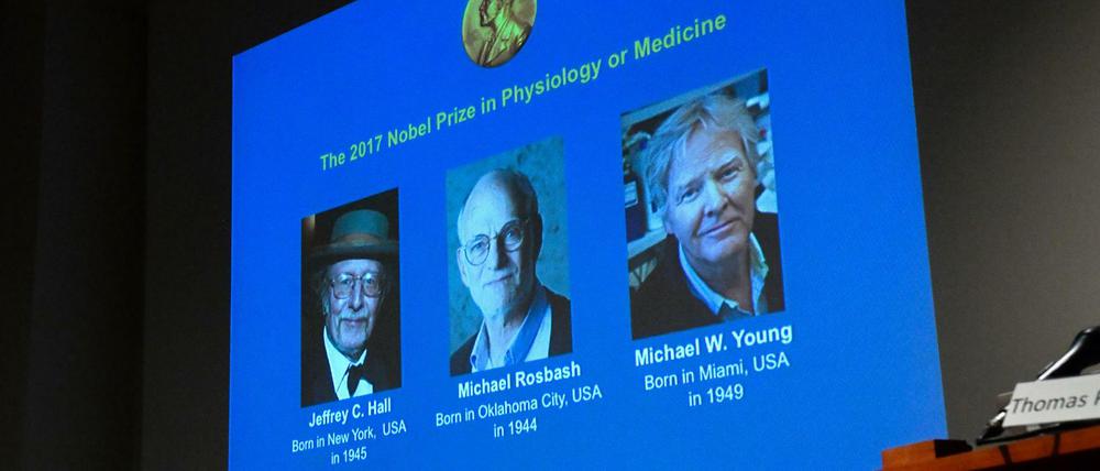 Der Nobelpreis für Physiologie und Medizin geht in diesem Jahr an die drei US-Amerikaner Jeffrey C. Hall und Michael Rosbash von der Brandeis Universität in Boston und Michael W. Young von der Rockefeller Universität in New York City.