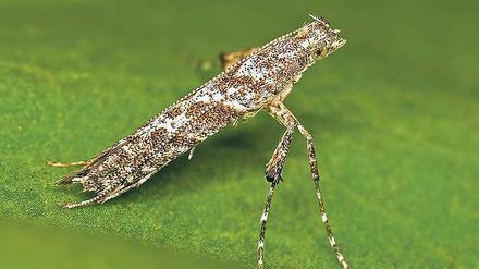 Fünf Millimeter. Die kleinen Mottenlarven fressen sich durchs Laub. 