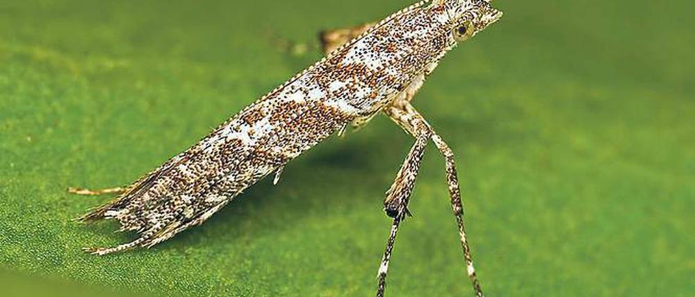 Fünf Millimeter. Die kleinen Mottenlarven fressen sich durchs Laub.