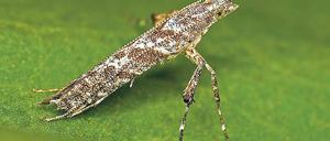 Fünf Millimeter. Die kleinen Mottenlarven fressen sich durchs Laub. 