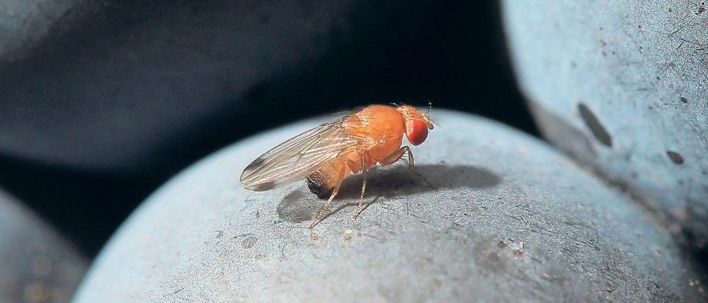 Eine Kirschessigfliege sitzt auf einer Traube. Die Fruchtfliege ist seit 150 Jahren Objekt von Grundlagenforschung - und belegt deren Wert.