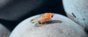 Eine Kirschessigfliege sitzt auf einer Traube. Die Fruchtfliege ist seit 150 Jahren Objekt von Grundlagenforschung - und belegt deren Wert.