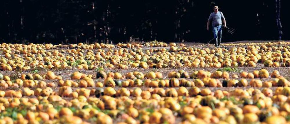Kürbisfeld im brandenburgischen Zauchwitz. In der ostdeutschen Landwirtschaft gibt es viel Arbeit, die oft aber häufig nur mit dem Mindestlohn vergütet wird.