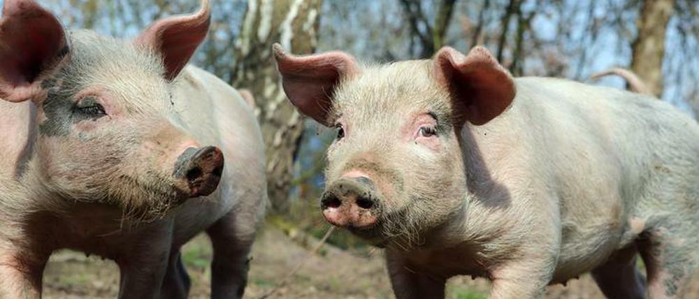 Gutes Fleisch kommt von Schweinen, die ein gutes Leben hatten - man kann es schmecken