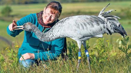 Vogelfrei. Beate Blahy zieht Kranich „Charly“ in der Uckermark auf. 