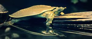 Die Berliner Schnauzen zum Anhören. Und sonst: Einfach mal nichts tun.