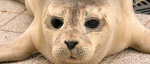 Der Seehund "Stormy" liegt im Schwanen-Winterquartier am Eppendorfer Mühlenteich.