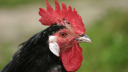 Das Lakenfelder Huhn gilt als gefährdete Rasse.