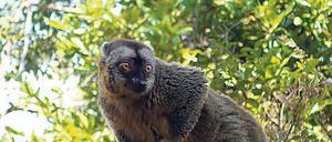 Ein Braunmaki auf einem „wandelnden Baum“.