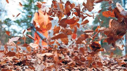 Bereit für den Laubeinsatz. Die BSR hat sich auf den Herbst eingestellt. 1900 Mitarbeiter und 450 Fahrzeuge werden die Stadt in den kommenden Wochen vom bunten Kleid des Herbstes befreien. Das Sturmtief Xavier hat bereits viele Blätter auf Straßen und Wegen verteilt. 
