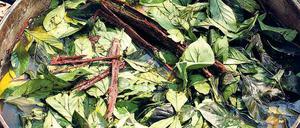 Der Ayahuasca-Trunk wird aus Blättern und Rinde in einem Topf aufgekocht.