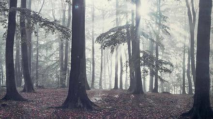 Eins mit dem Wald. Auch Atheisten lieben die Natur.